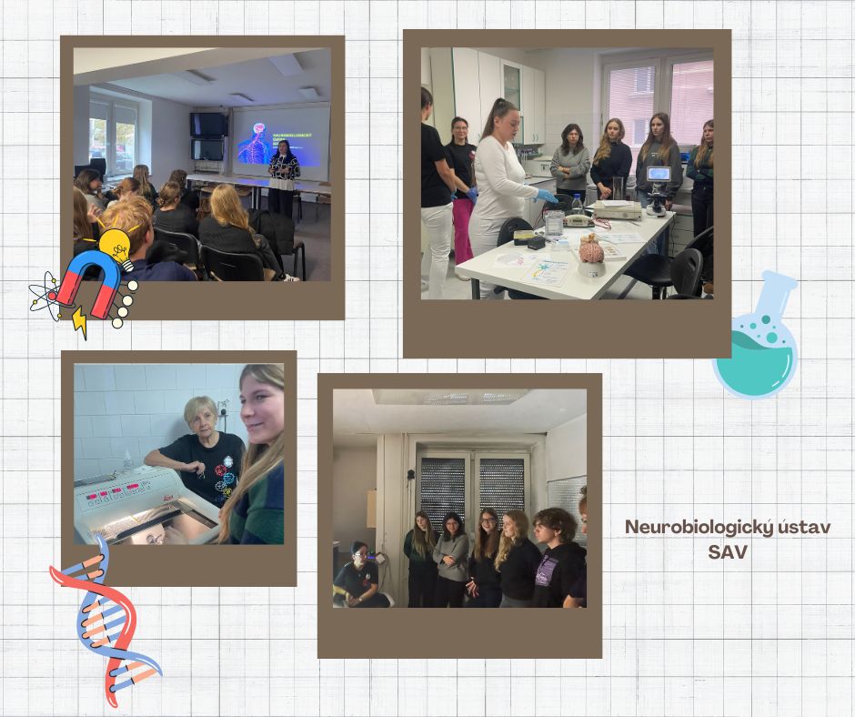 neurobiologický ústav- koláž